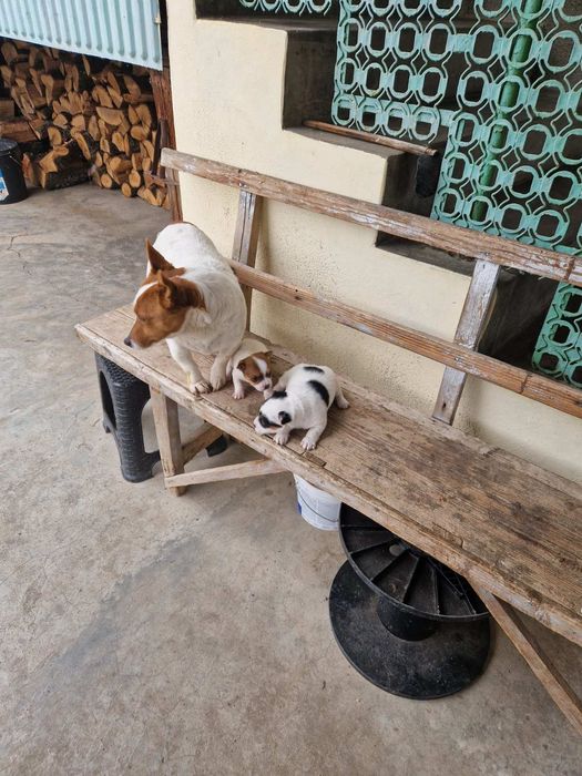 Джак -Ръсел Териер