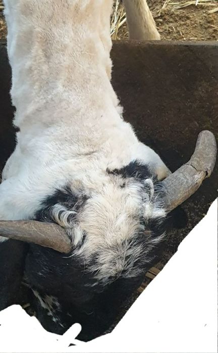 Qo'yning zo'rini qidirayotganlar