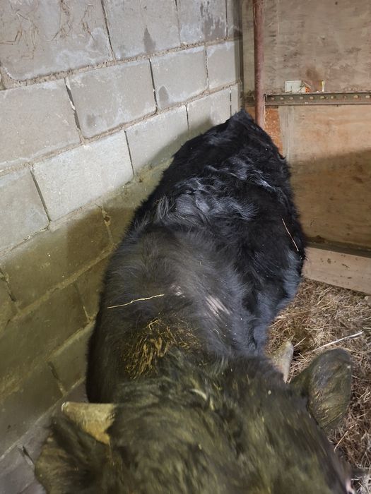 Продам телку и бычок