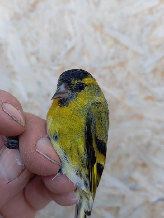 Продам выдержанную птицу