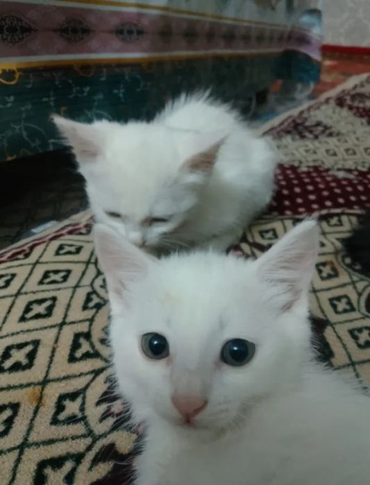 Ақ түсті үлпілдек котяталар сатылады