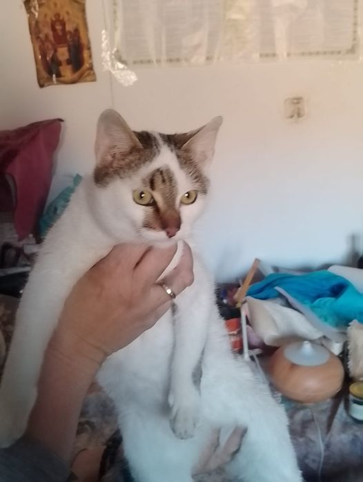 Motanel spre adoptie