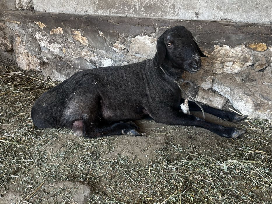 Кучкор сотилади нархини телда гаплашамиз