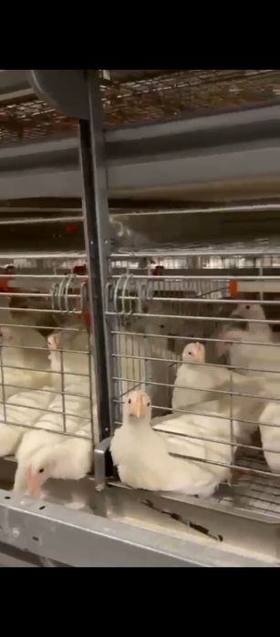 Продаются несушки