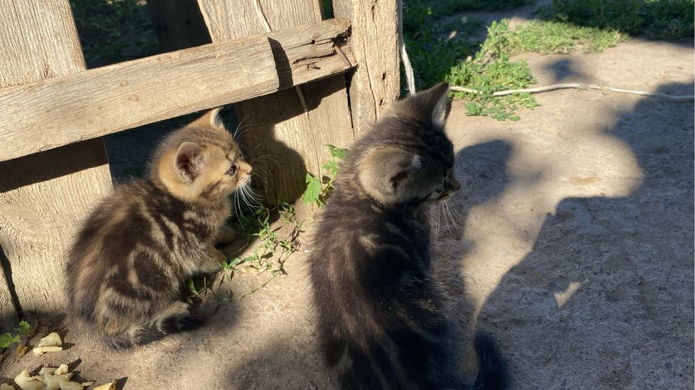 Продам шотландских котят