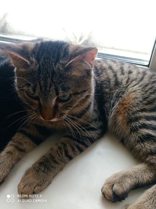 Отдам котика в добрые руки