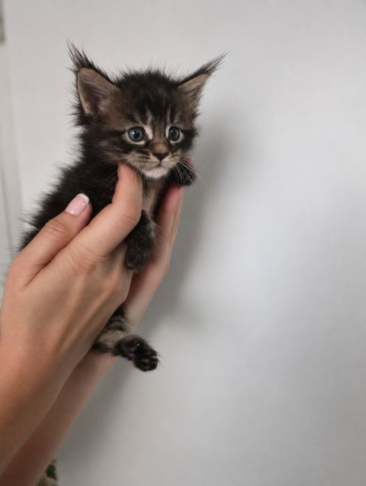 Мейкуны котята  80000 тг