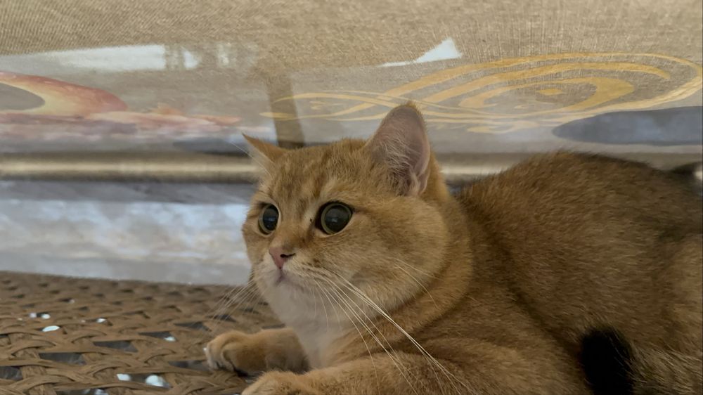 Продаю срочно золотую шиншиллу