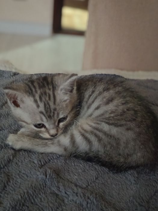 Отдам котёнка девочка 3 месяца в хорошие руки