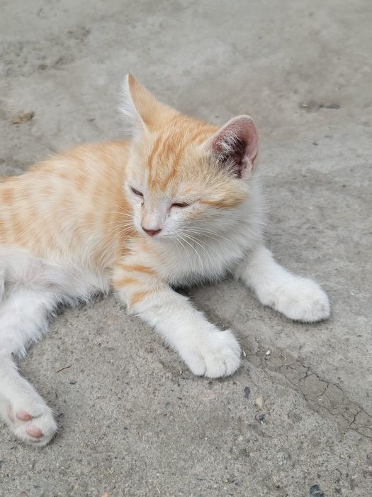 Отдадим котят в хорошие добрые руки