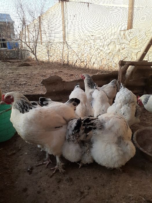 Светлые брама тухуми сотилад