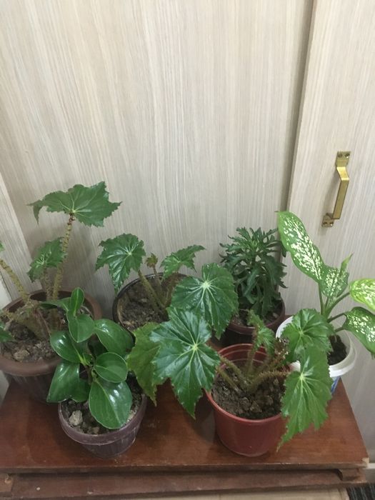 Комнатные цветы!