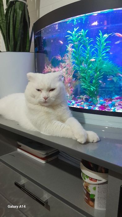 Кошка фолд очень умный