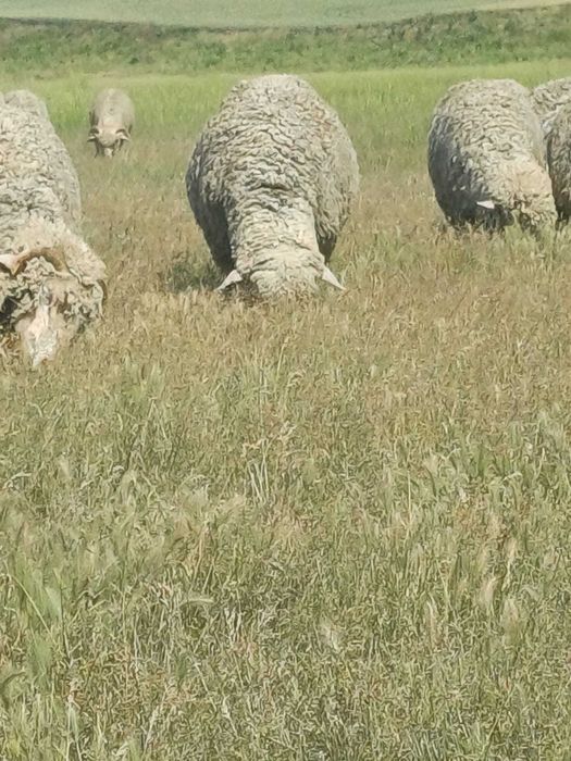 Vand miei si berbeci, rasa merinos