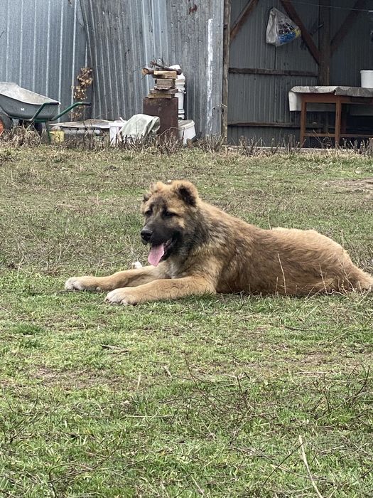 Алабай 1 год щенок