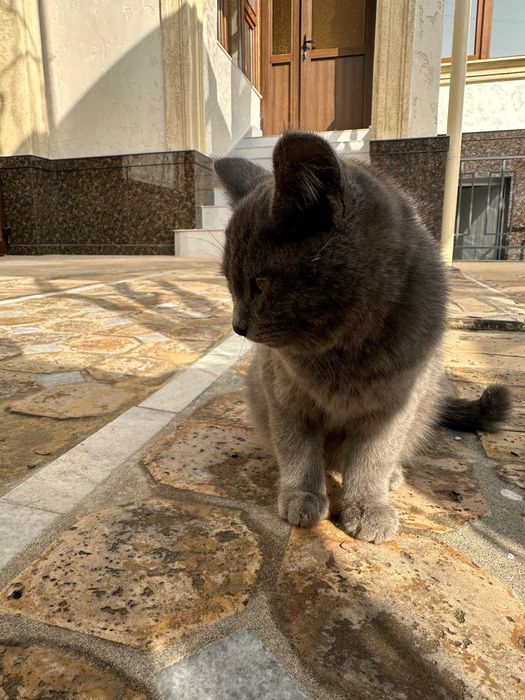 Продам срочно шотландский катёнок девочка