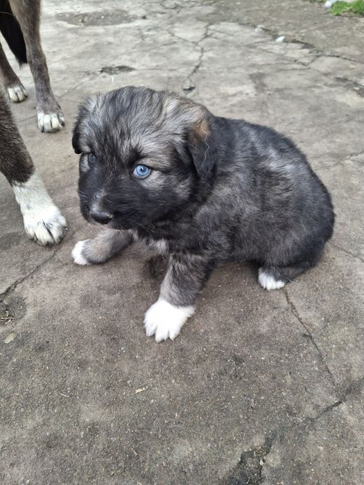 Donez pui de căței