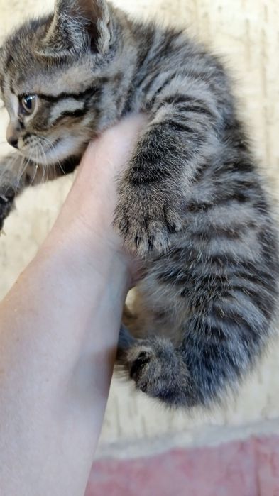 Котята крысоловы
