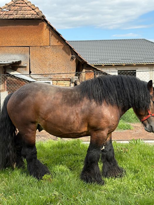 Armăsar belgian ………..