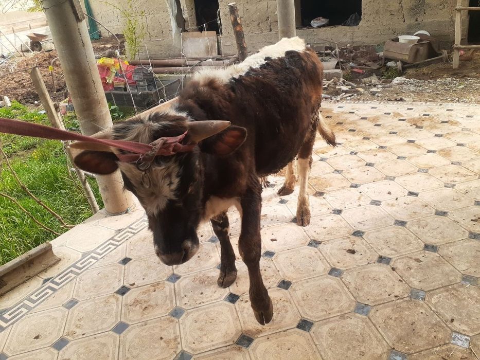 Xoʻkizlar sotiladi 1tasi 8 oylik 1tasi 1.5yosh yeyishi zoʻr 100%