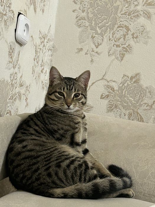 Отдам котенка в добрые руки