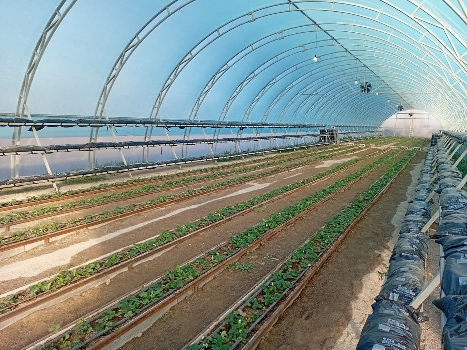 Теплицы всех видов и размеров