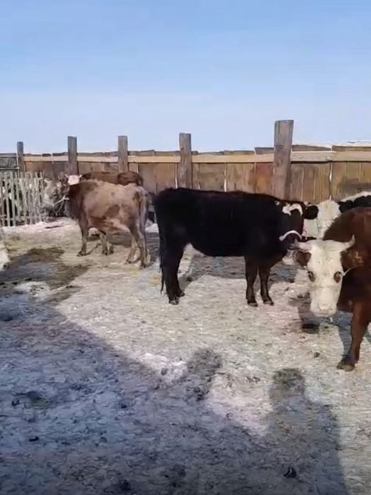 ак бас сиырлар сатылады буас