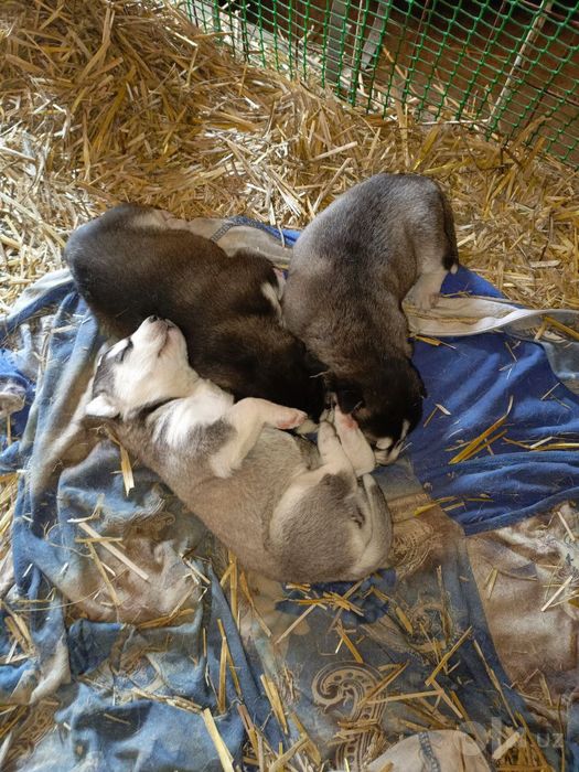 Xaski kozi iki xil bir xil xar xil bor yangi yil ga zor sovga