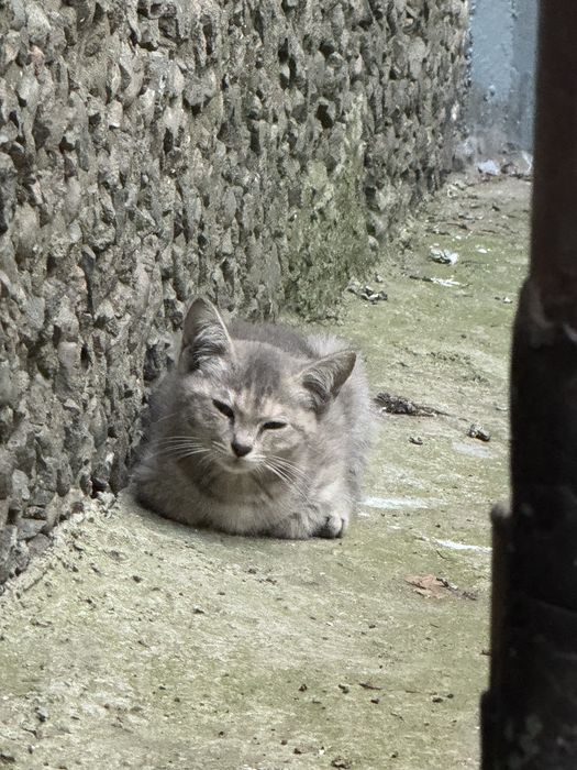 Котята ищут семью