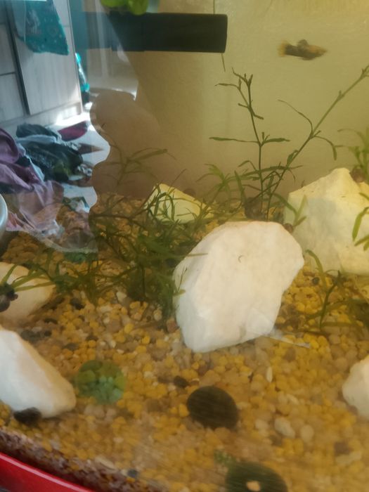 Vând pui de melcii acvatice Borcanul cu creveti