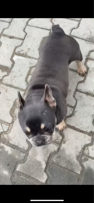 Femela buldog francez cu pedigree