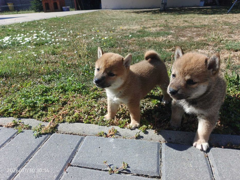 Shiba inu pui deosebiti de jucausi