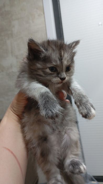 Отдадим в добрые руки