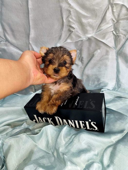 Йоркширски териер мини