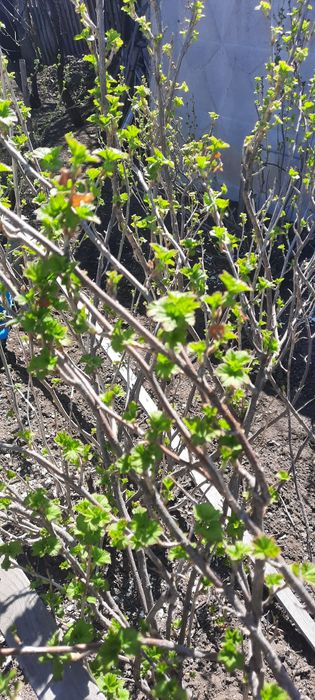 Продам саженцы чёрный смородины