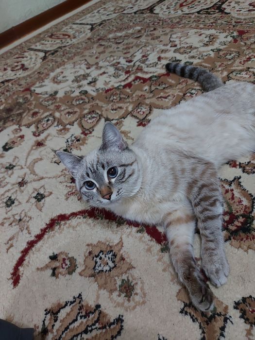 Сиамскии кот 7 месяц