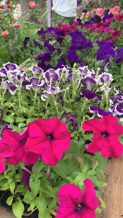 Рассада петунья , бархатцы и тд