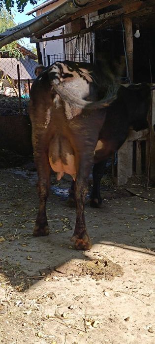 Vand vaca de lapte