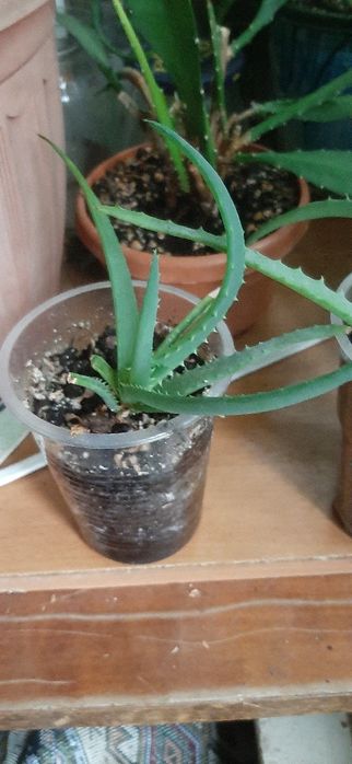 Цитокининовая паста,  алоэ