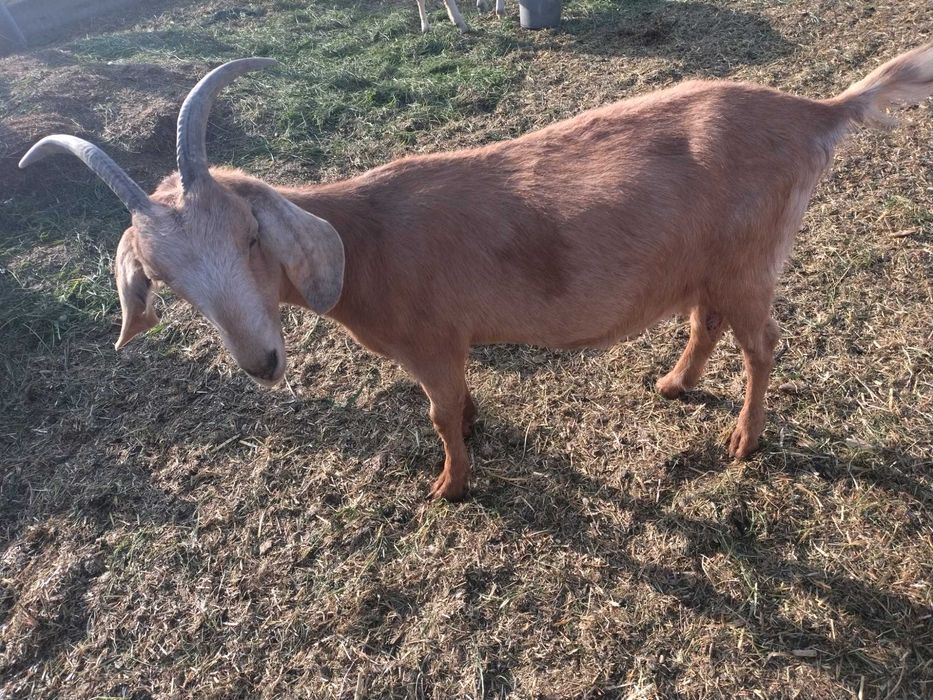 Vând sau schimb țap și capra