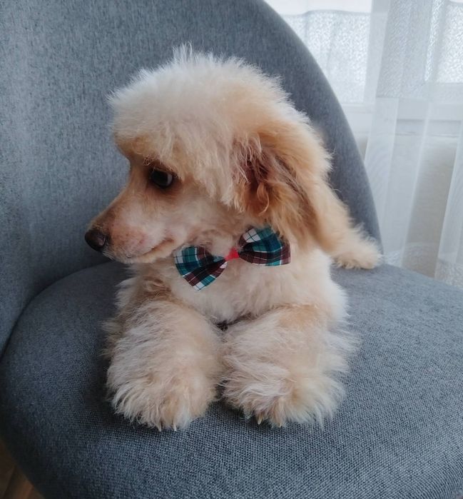 Путел той/poodle toy
