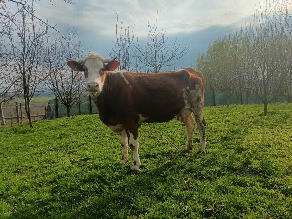 Junca bălțată cu vițel 4 săptămâni/ montata cu simmental