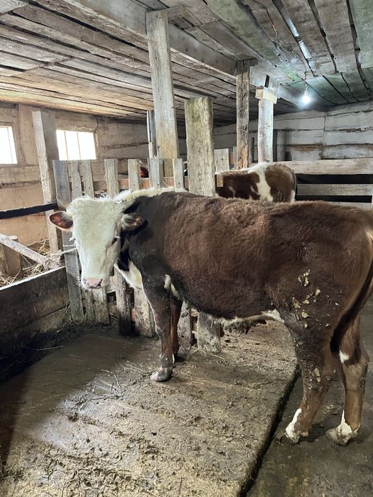 15 бас бұқашық пен қашар , откорм