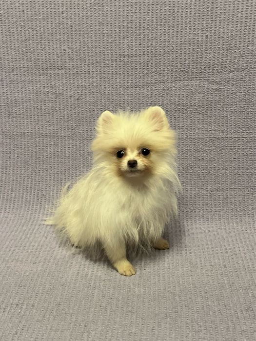 Pomeranian Mascul, talie mica! SUPER PRET!