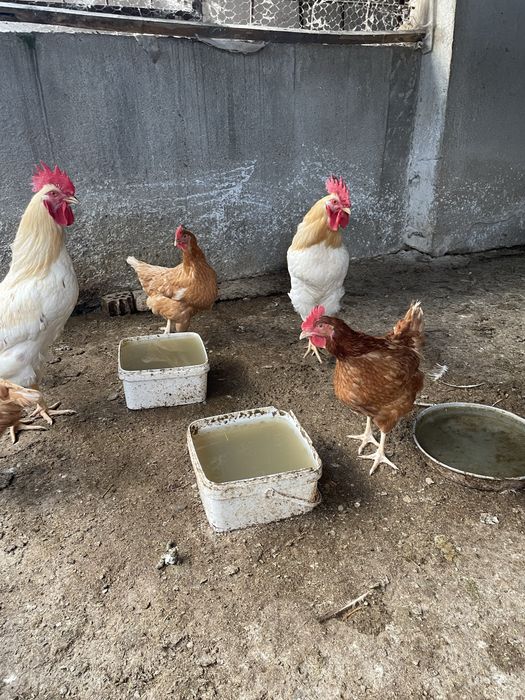 Петли за продажба