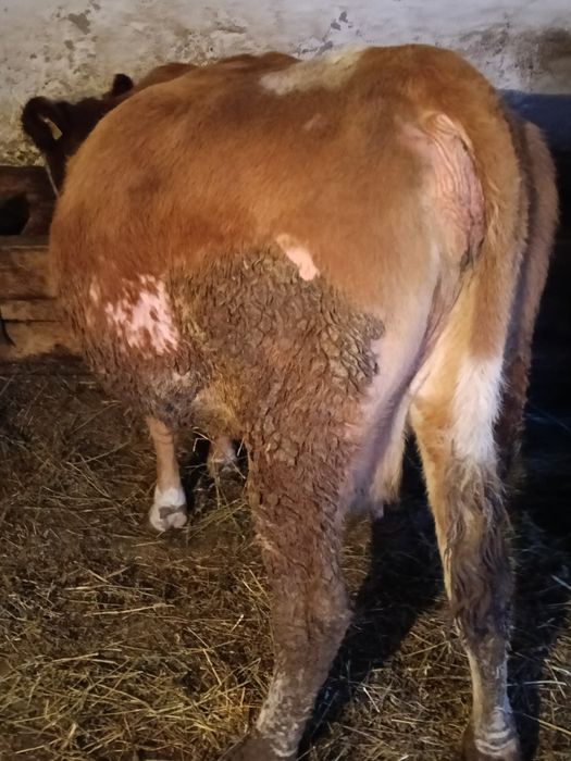 Vând vaca de 8 ani gestanta la 1februarie împlinește vremea