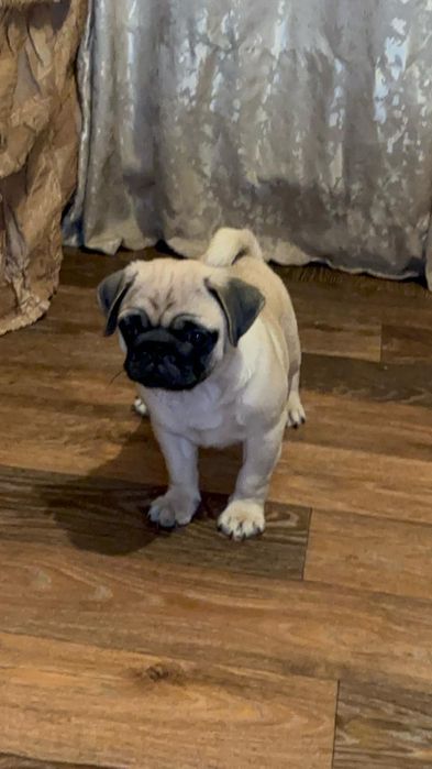 Продам щенков мопса.