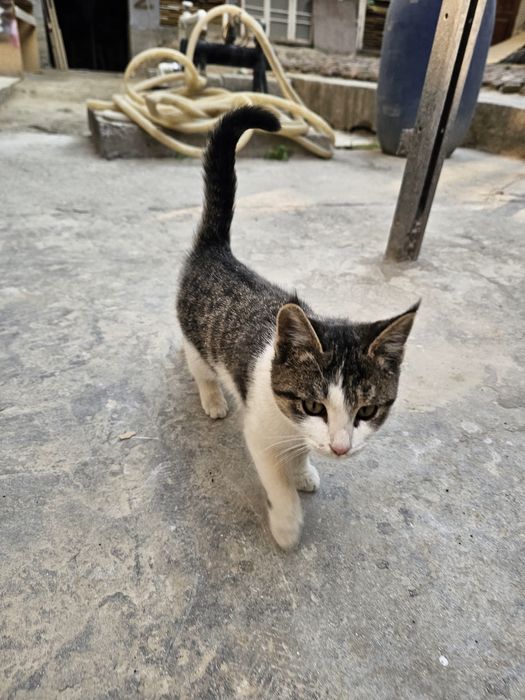 Qariyalar onlayn sikishmoqda