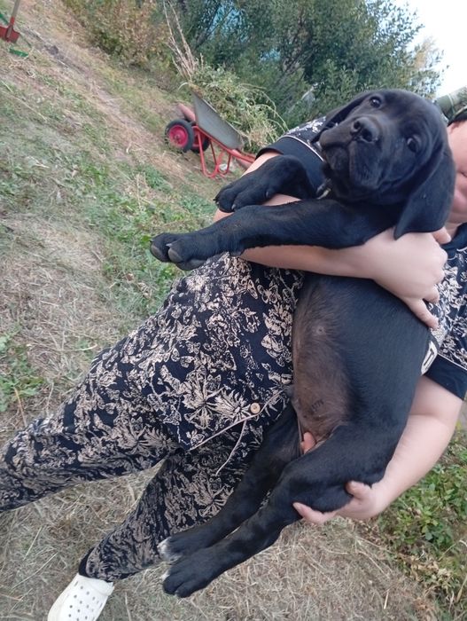 Кане Корсо Italiano mastiff