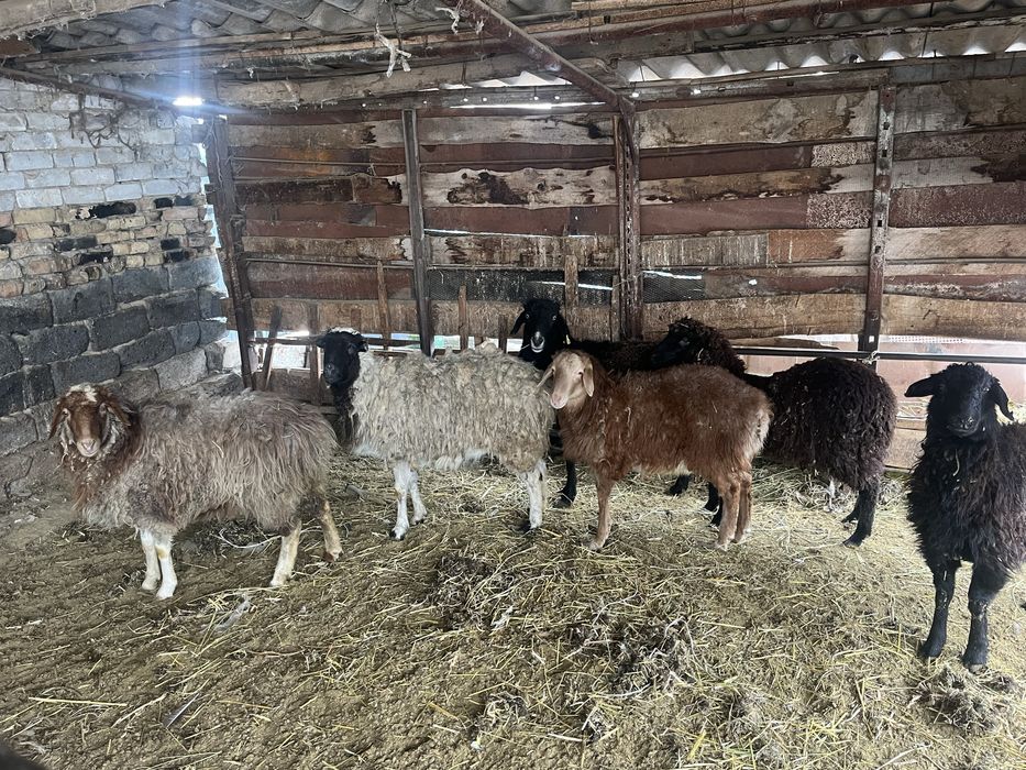 Бараны ягнята ..